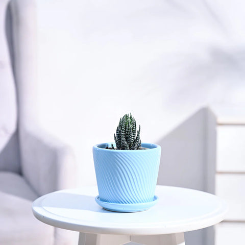 Haworthia Coarctata