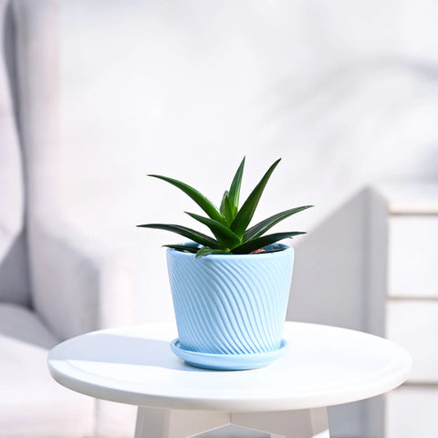 Aloe Vera Green Mini