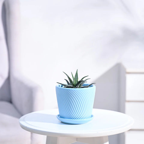 Haworthia Fasciata