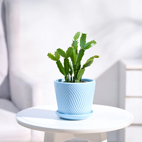 Christmas Cactus