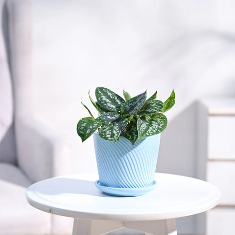 Money Plant Satin - Scindapsus Pictus Argyraeus