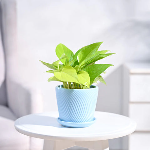 Money Plant Golden
