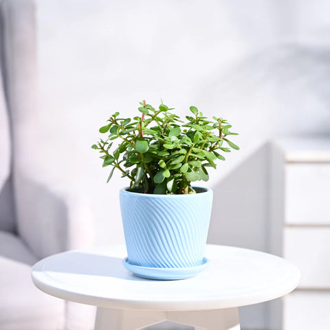 Jade Mini