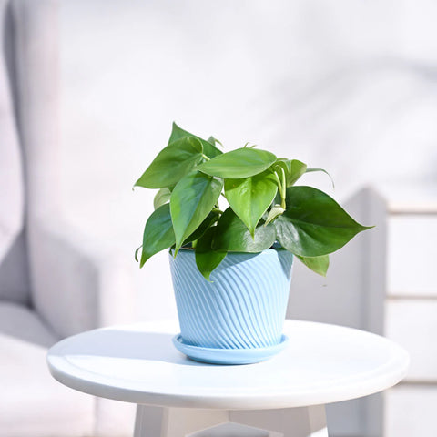 Philodendron Oxycardium Green