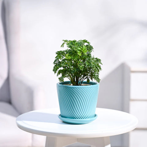 Aralia Golden