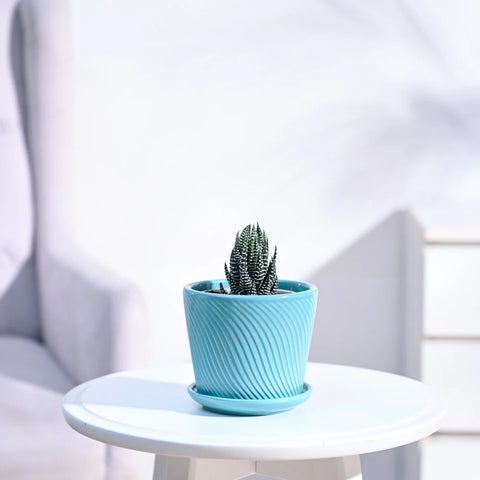 Haworthia Coarctata