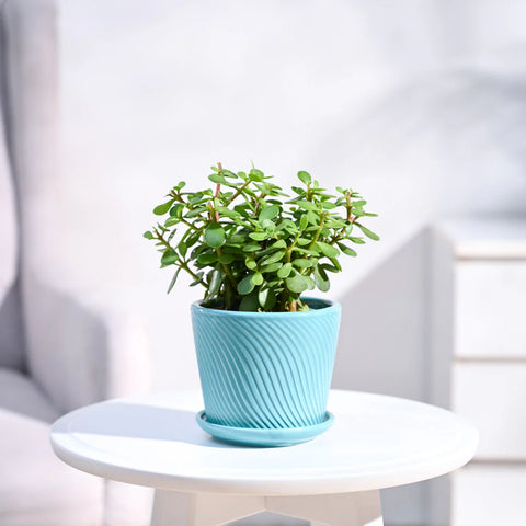 Jade Mini