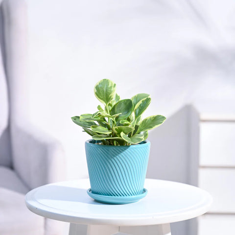 Peperomia Obtusifolia Variegated