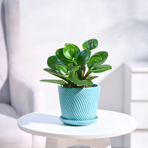 Peperomia Obtusifolia