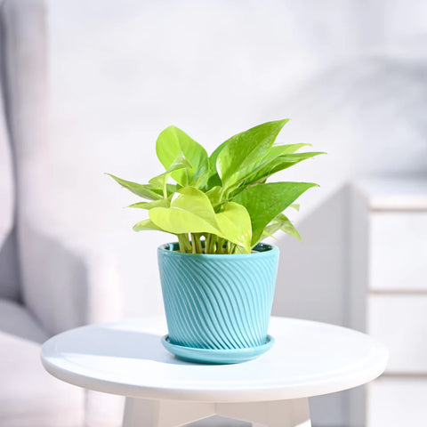 Money Plant Golden