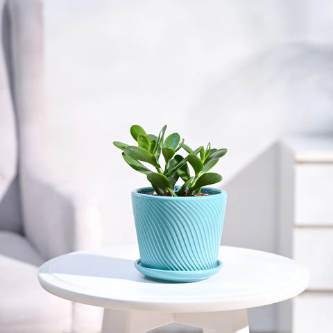 Crassula Ovata