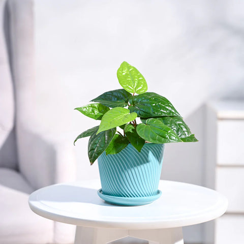 Betel Leaf