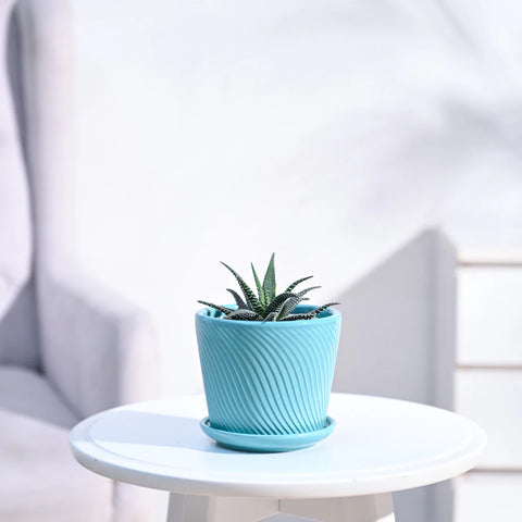 Haworthia Fasciata