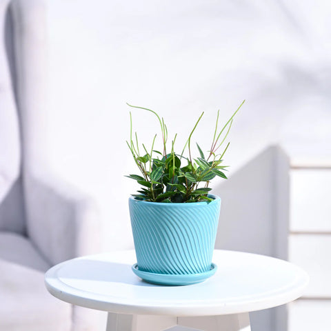 Peperomia Angulata