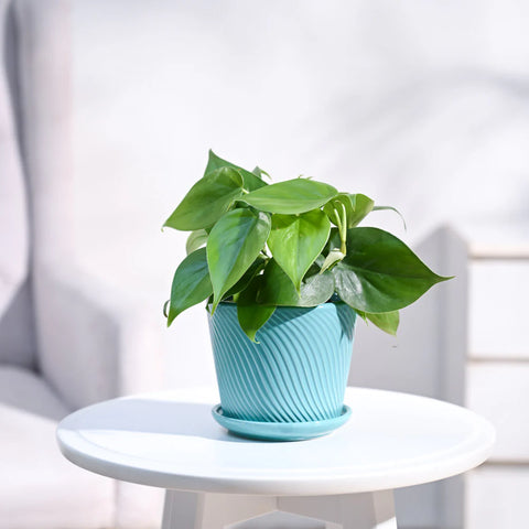 Philodendron Oxycardium Green