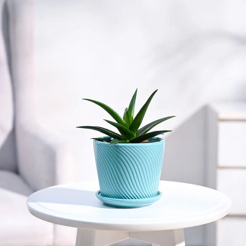 Aloe Vera Green Mini