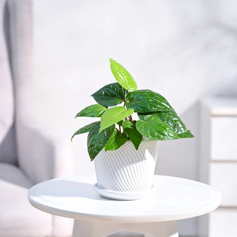 Betel Leaf