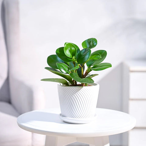 Peperomia Obtusifolia