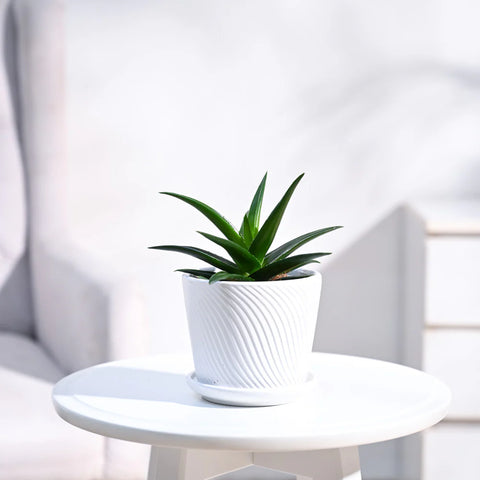 Aloe Vera Green Mini