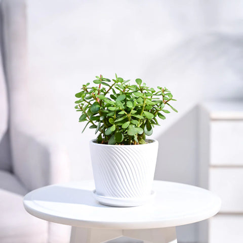 Jade Mini