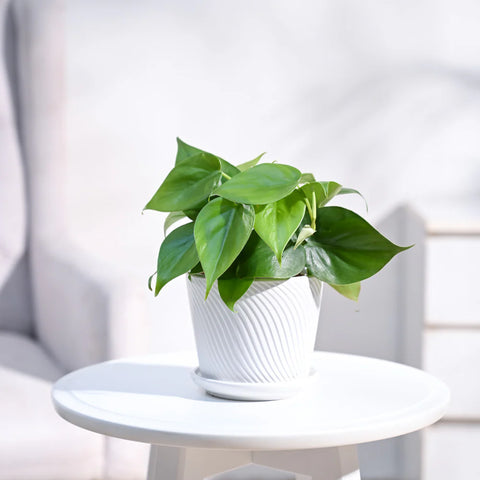 Philodendron Oxycardium Green