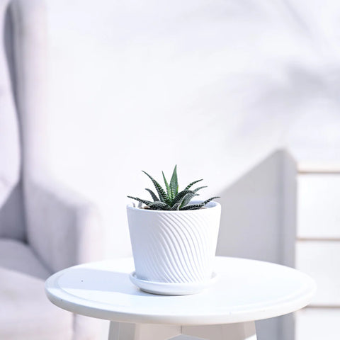 Haworthia Fasciata