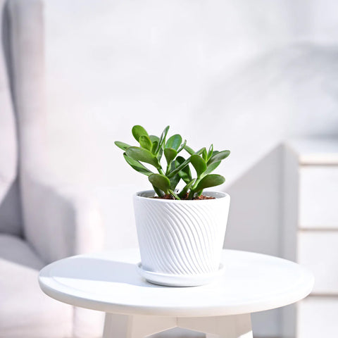 Crassula Ovata