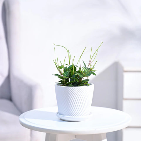 Peperomia Angulata