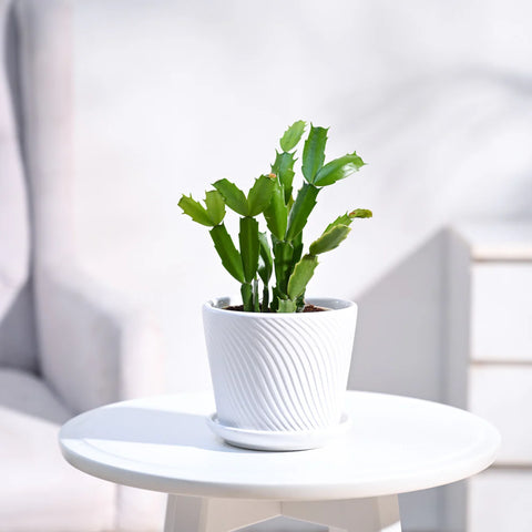 Christmas Cactus