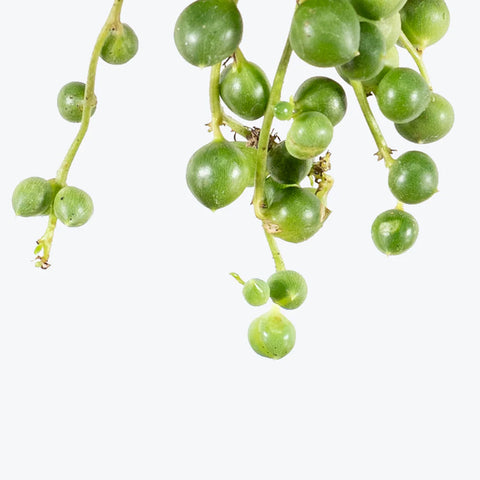 String of Pearls