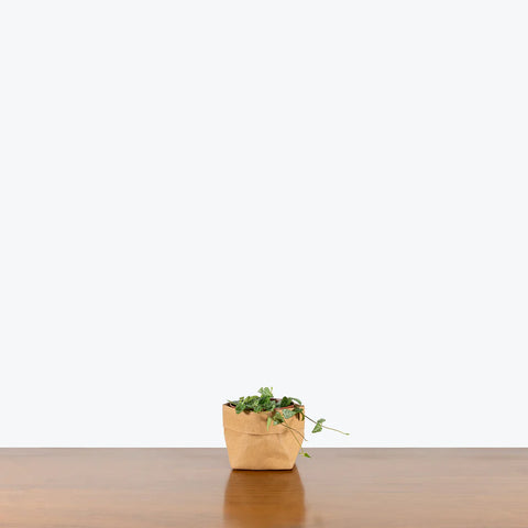 Ceropegia Woodii - String of Arrows
