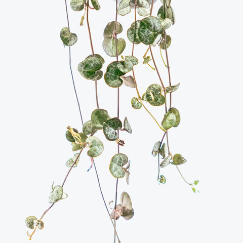 String of Hearts