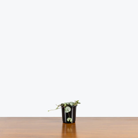 String of Hearts - Silver Glory
