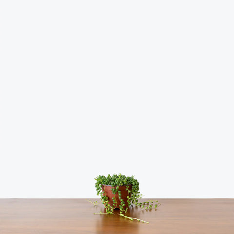 String of Pearls