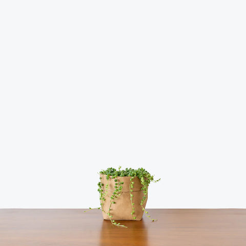 String of Pearls