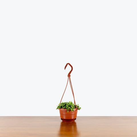 String of Pearls