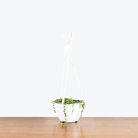 String of Pearls