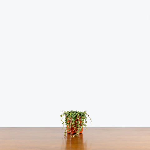 Peperomia Prostrata - String of Turtles
