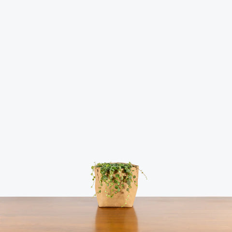 Peperomia Prostrata - String of Turtles