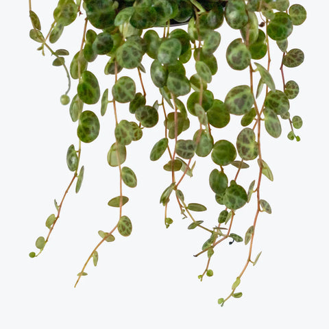 Peperomia Prostrata - String of Turtles