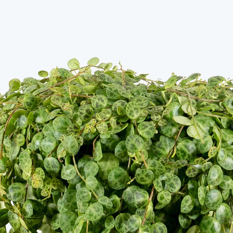 Peperomia Prostrata - String of Turtles