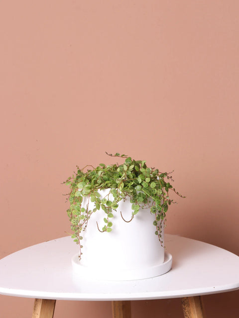 Peperomia Prostrata - String of Turtles