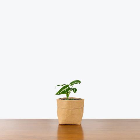 Syngonium Wendlandii