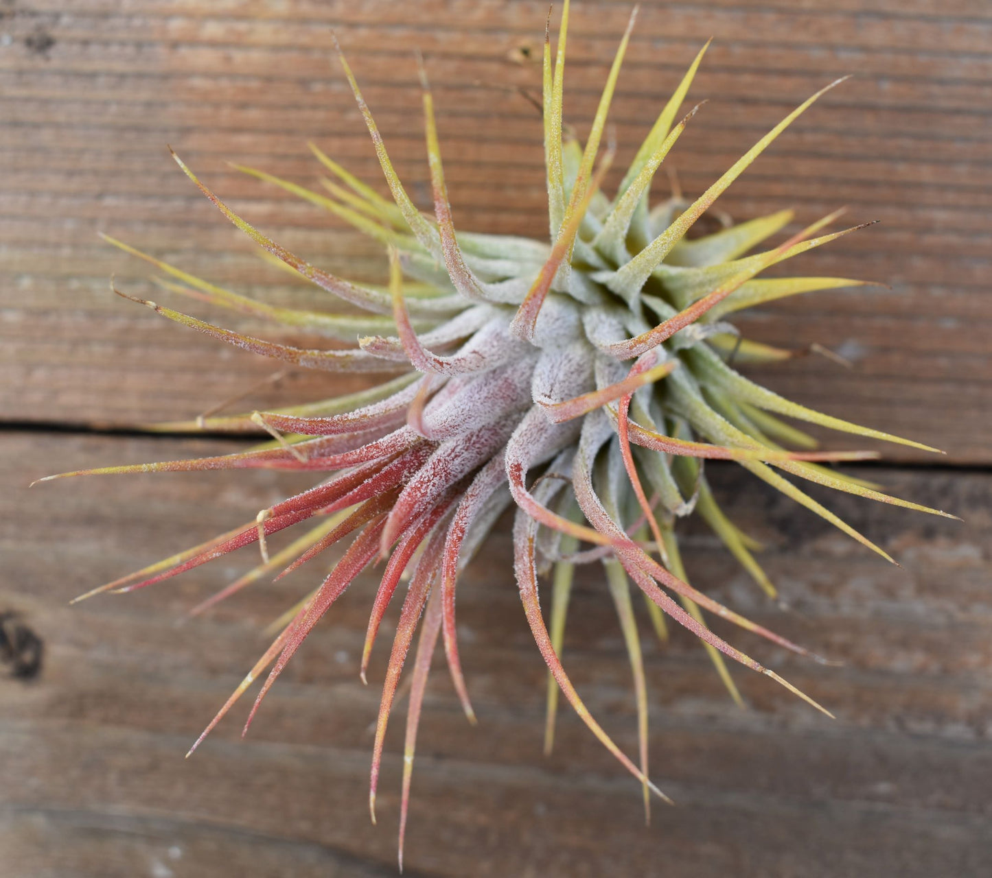 Tillandsia Ionantha Guatemala
