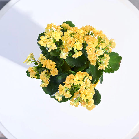 Kalanchoe - Yellow