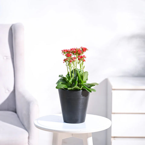 Kalanchoe Red