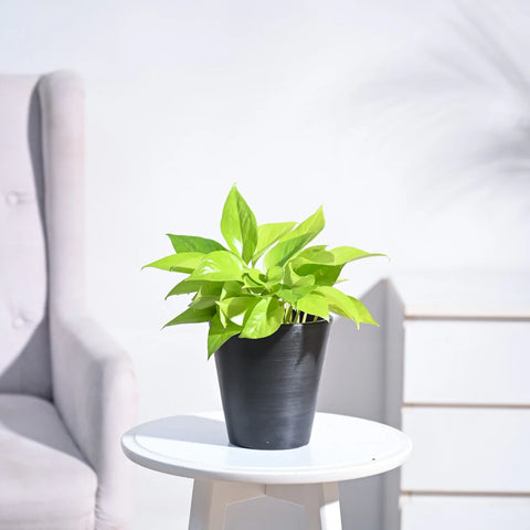 Money Plant Golden