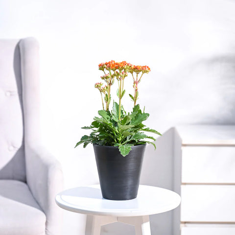 Kalanchoe Orange