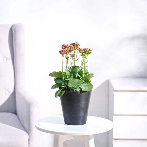 Kalanchoe - Pink