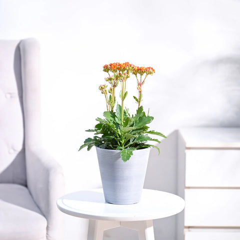 Kalanchoe Orange